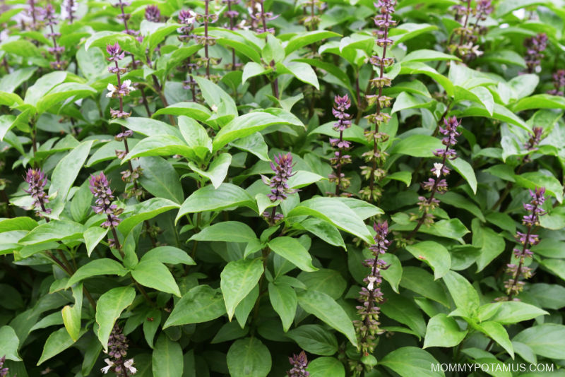 Flowering holy basil (Ocimum tenuiflorum) growing in garden