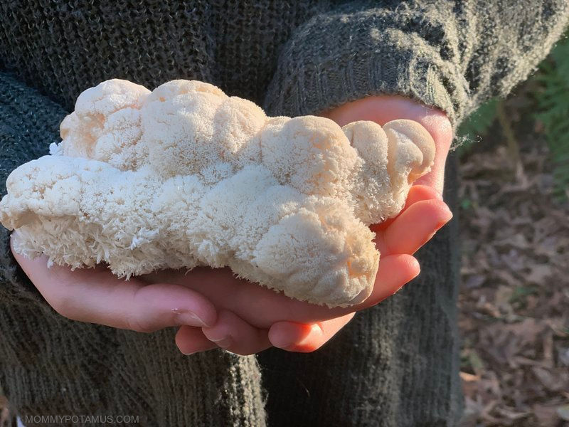 Hands holding lions mane mushroom