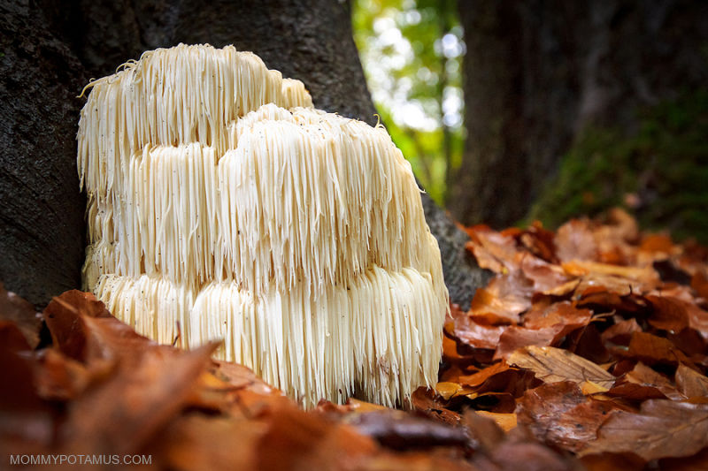 Lion's mane mushroom with shaggy white strands growing out of a tree