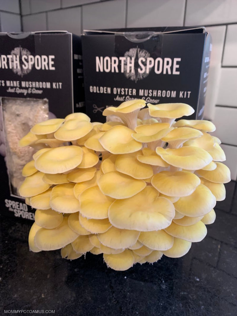 Golden oyster mushroom box kit with huge flush of mushrooms growing out of it it on kitchen counter. 