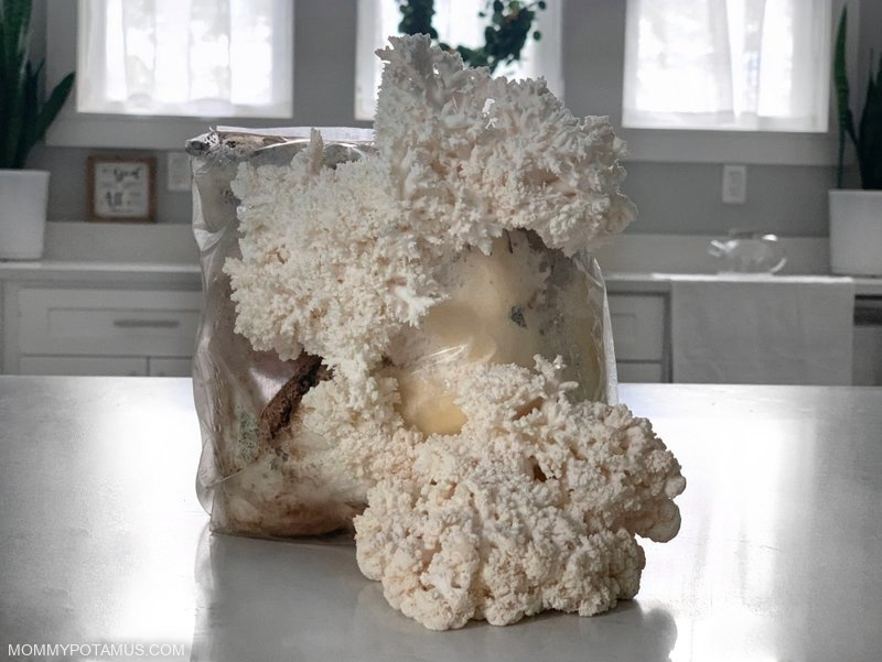 lions mane mushroom kit