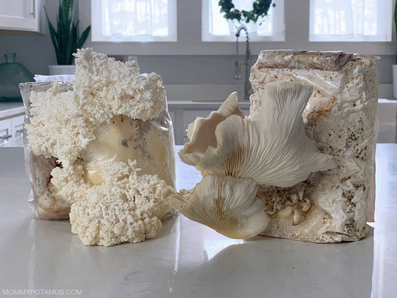 Lion's mane and pearl oyster mushroom growing kits on kitchen counter. 