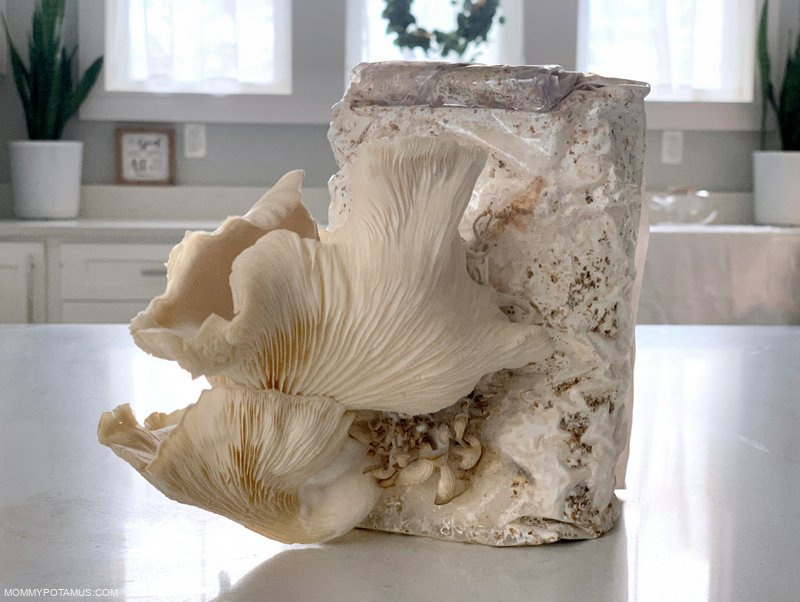 Flush of pearl oyster mushrooms growing on kitchen counter