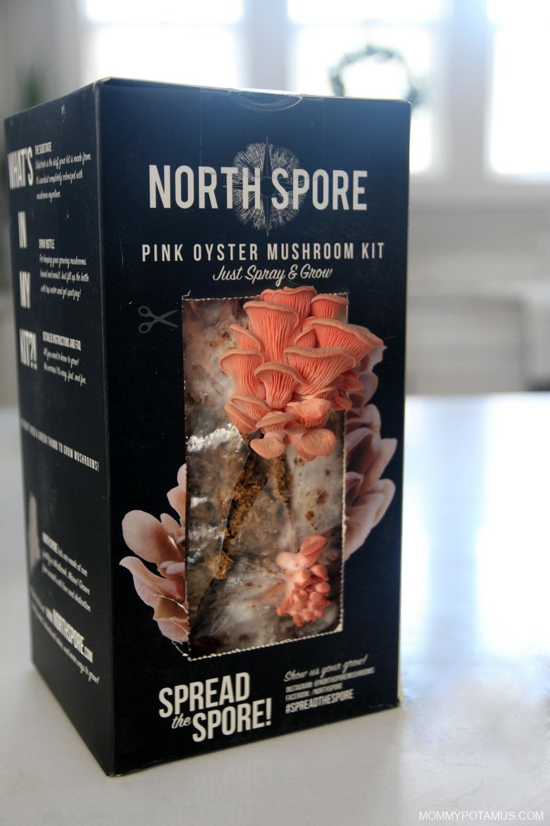 North Spore Pink Mushroom Kit on kitchen counter with flush of coral mushrooms growing out of it. 