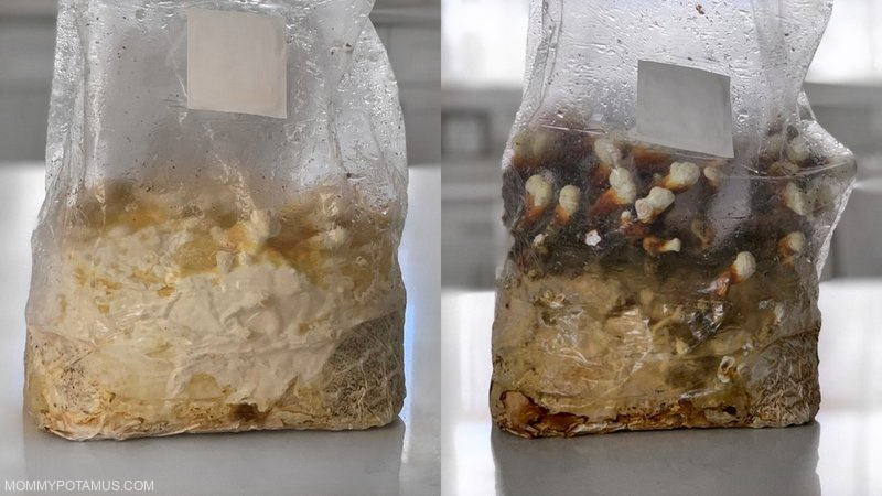 Side-by-side comparison of reishi mushroom kit at one week of growth and five weeks of growth. 