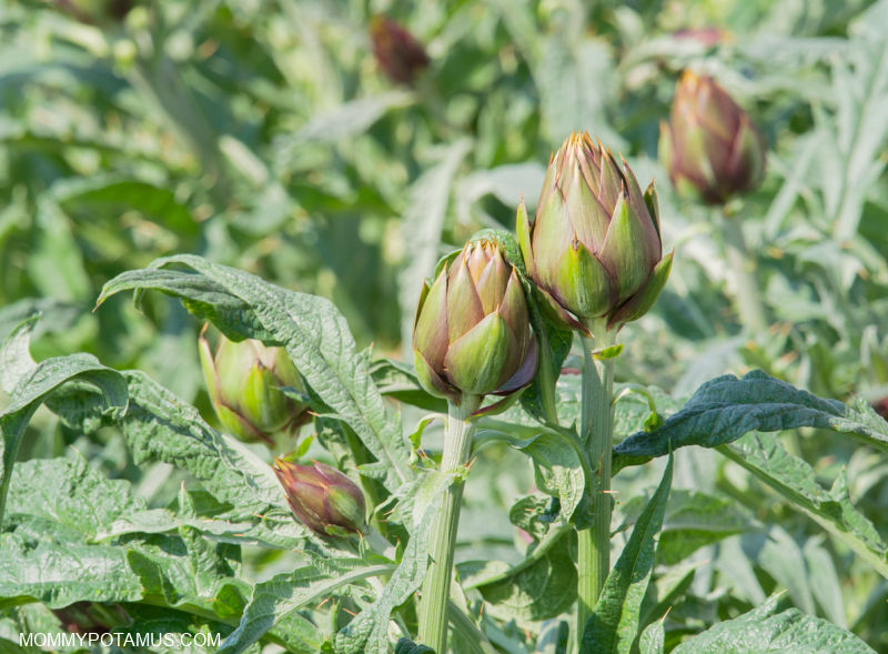 Artichoke flowers and leaves in a field. 