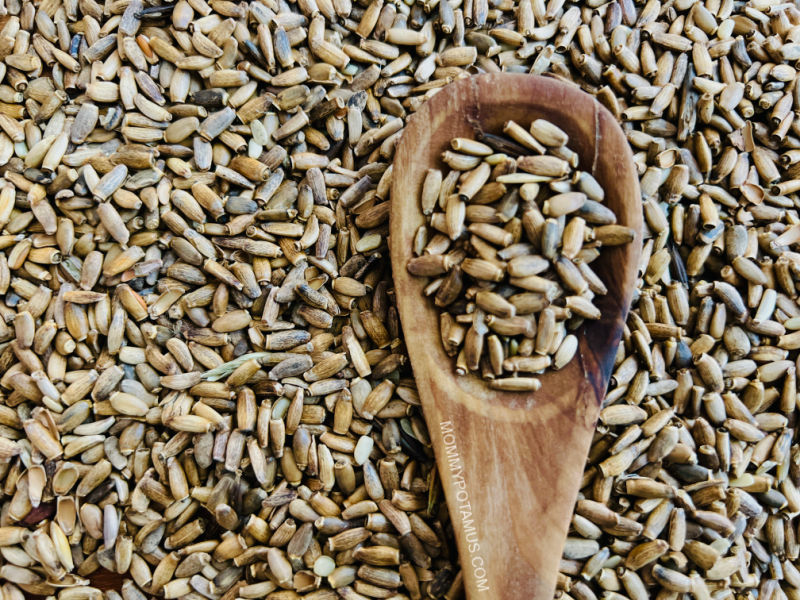 Up close image of milk thistle seeds and spoon. 