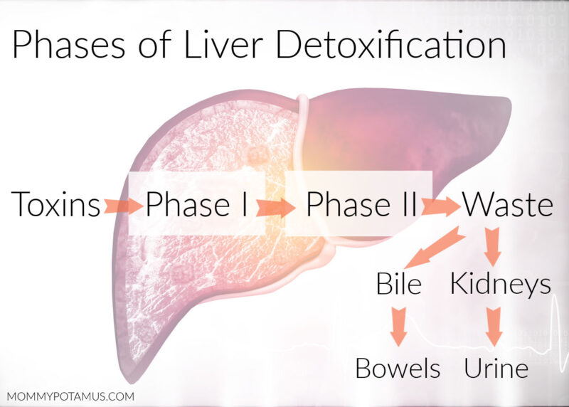 Liver detoxification process