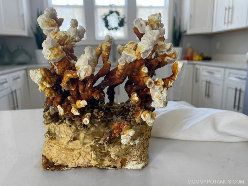 Red reishi mushroom growing on kitchen counter