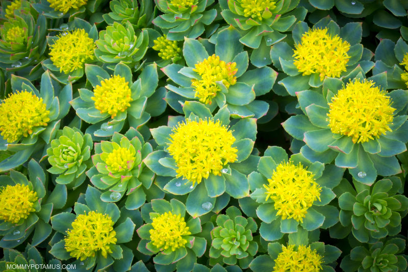 Overhead view of rhodiola rosea flowers