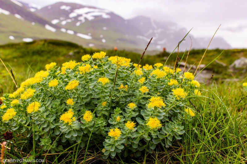 rhodiola rosea benefits