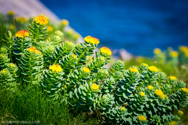 Rhodiola rosea growing on mountain by the sea
