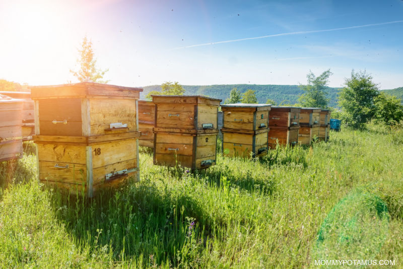 Beehives in a field