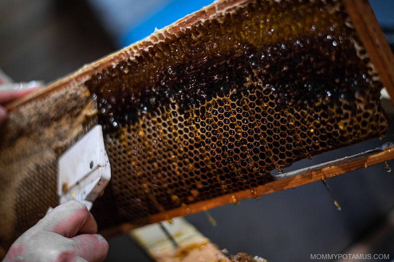 Beekeeper scraping propolis off of hive lid