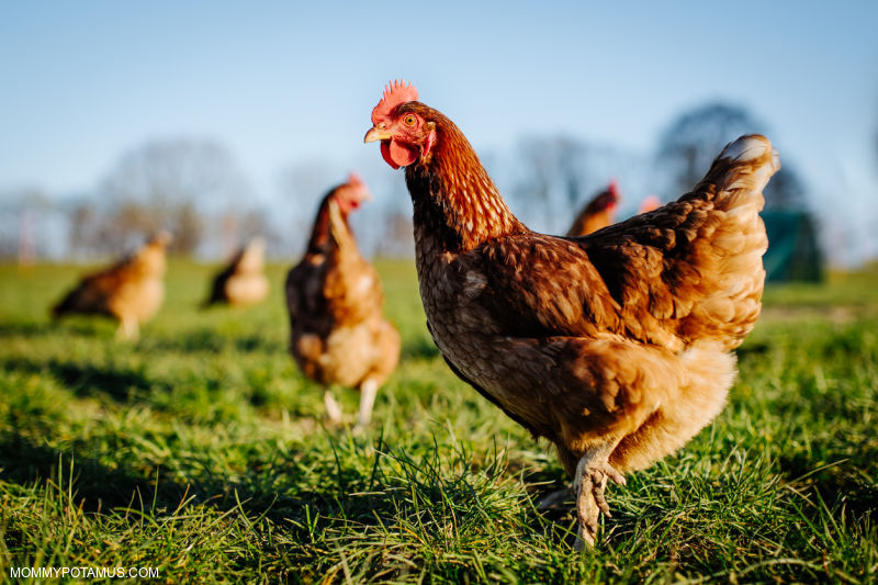 Chickens foraging on green pasture