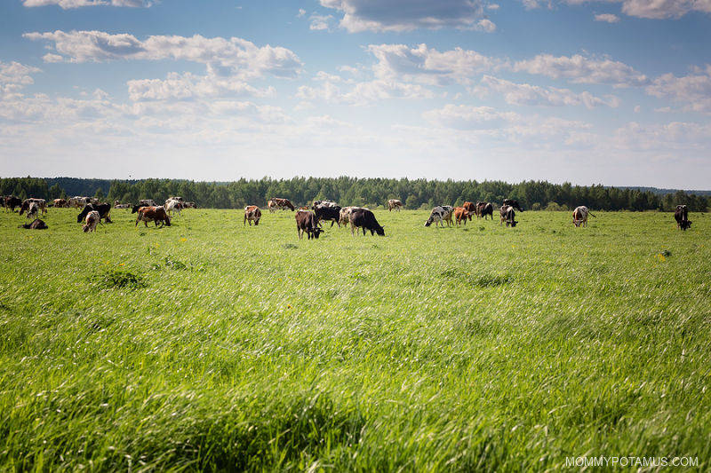 Cows grazing on open pasture