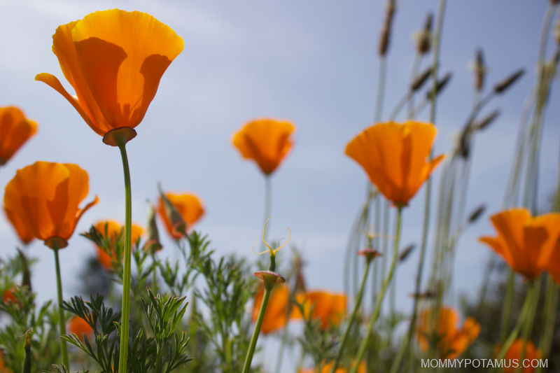 Up close photo of California poppies growing in a field