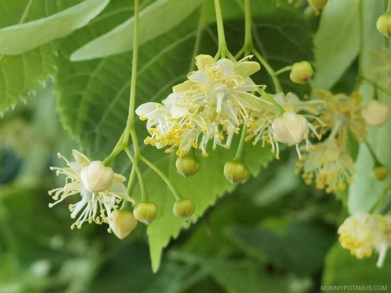 Fresh linden flowers hanging from branch
