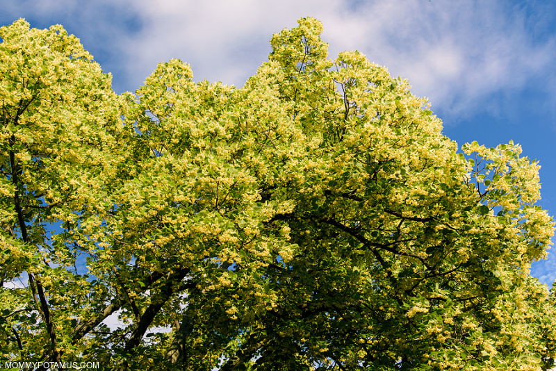 Blooming linden tree
