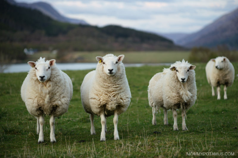 Sheep on pasture