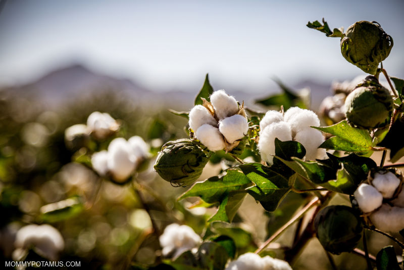 Organic cotton growing in a field