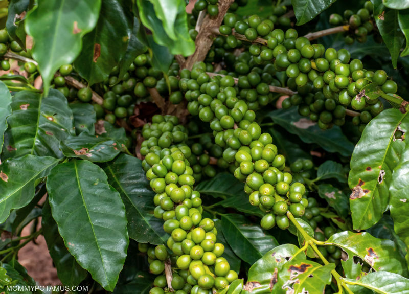 Coffee plant with green fruit