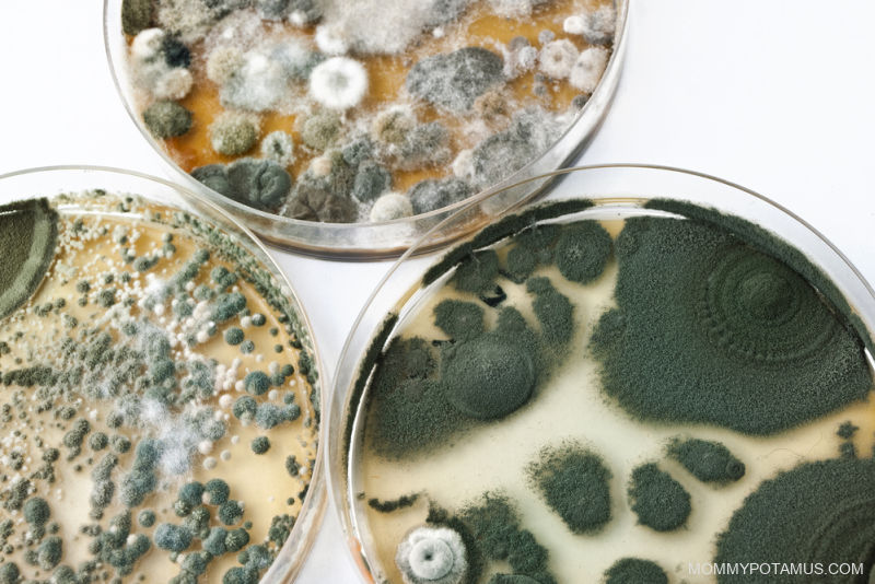 Three petri dishes with mold growing inside