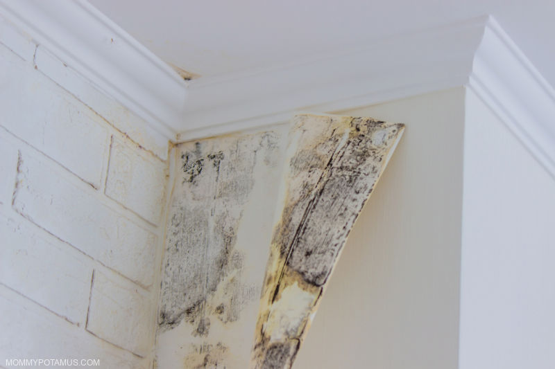Wallpaper peeled back, revealing mold growth underneath