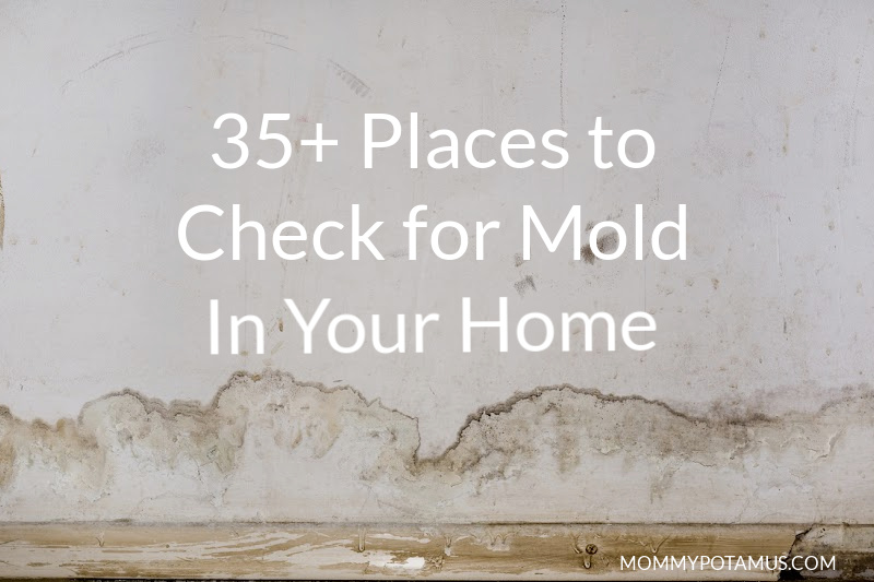 35+ Places to Check for Mold In Your Home
