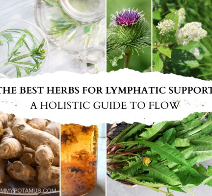 The Best Herbs for Lymphatic Support: A Beginner’s Guide to Flow