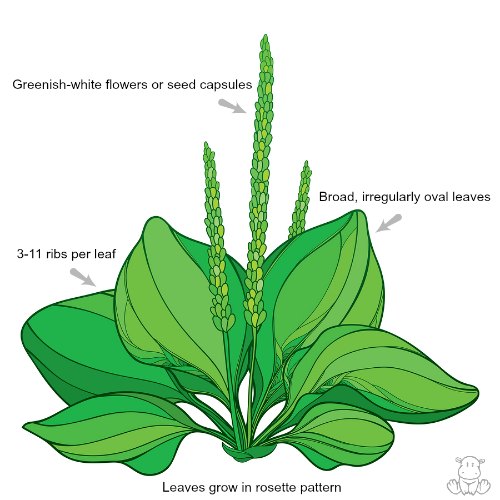 Broadleaf Plantain Plantago Major How To Identify