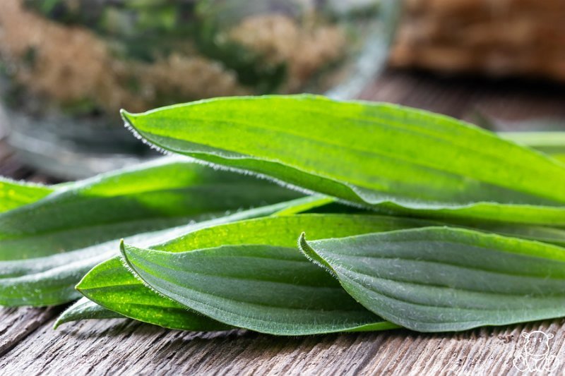 Image of Plantain leaf close-up