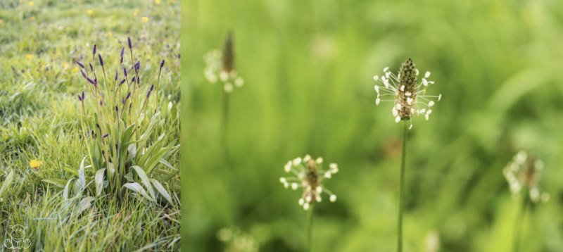 Narrowleaf Plantain Plantago lanceolata how to identify