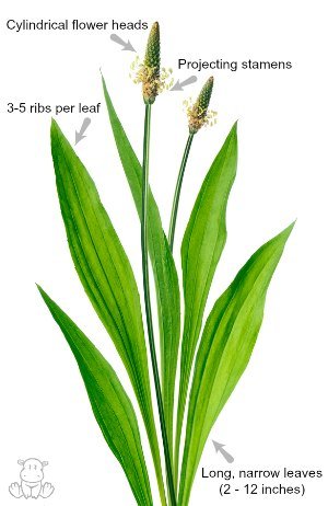 Ribwort Plantago lanceolata how to identify