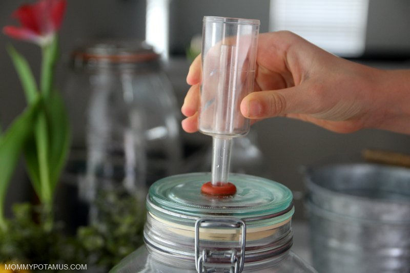 beet kvass recipe airlock setup