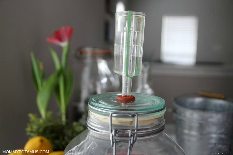 beet kvass recipe fermentation setup