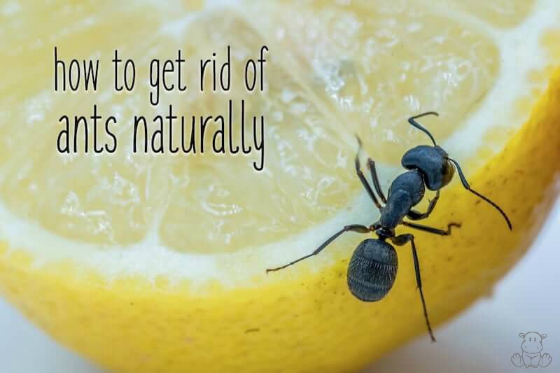 ant crawling on lemon
