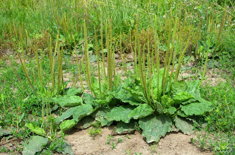 mature broadleaf plantain herb