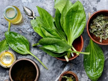 Plantain herb on countertop with plantain tea