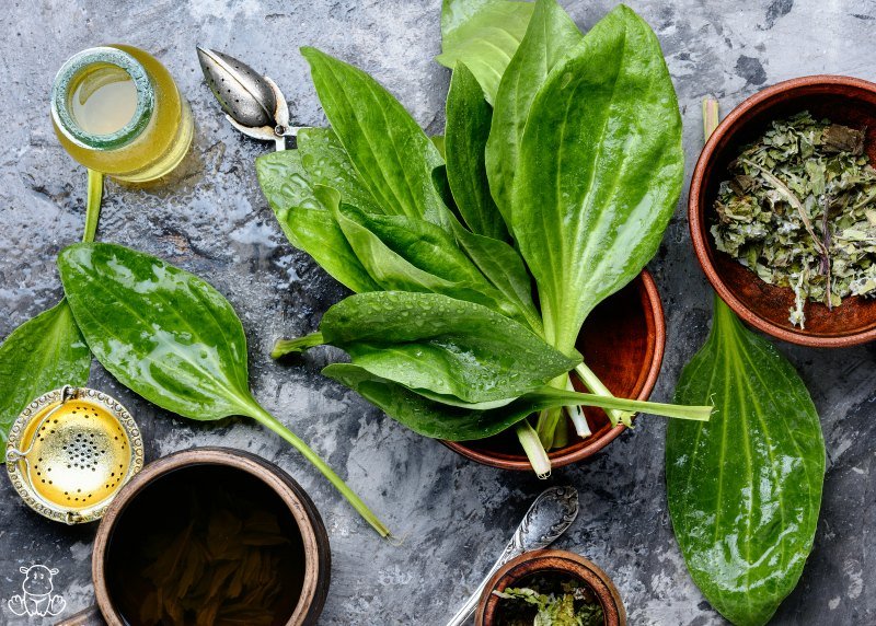 Plantain herb on countertop with plantain tea