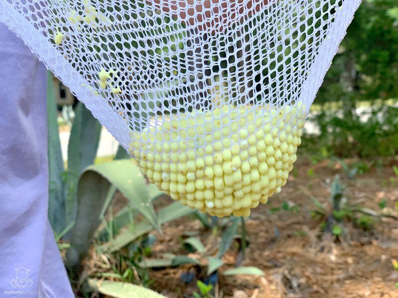 Gooey substance pushing through holes in mesh bag to represent cellulite cause